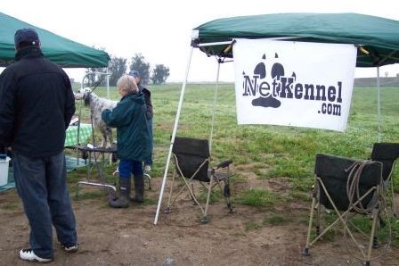 Irish Setter Club of Southern 